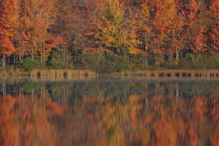 image of fall trees in Cooperstown